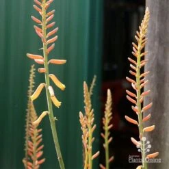 Aloe Vera - Succulent -Green Plant Corner apo aloe vera buds