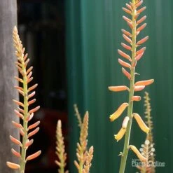 Aloe Vera - Succulent -Green Plant Corner apo aloe vera buds2