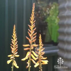 Aloe Vera - Succulent -Green Plant Corner apo aloe vera flowers winter