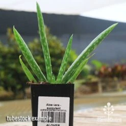 Aloe Vera - Succulent -Green Plant Corner apo aloe vera tubestock