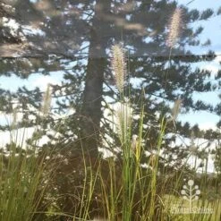 Pennisetum Alopecuroides - Swamp Fountain Grass -Green Plant Corner apo alopecuroides in nursery2