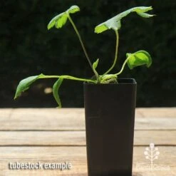 Anemone Fall In Love Sweetly- Japanese Anemone -Green Plant Corner apo anemone fall in love tubestock