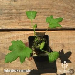 Anemone Fall In Love Sweetly- Japanese Anemone -Green Plant Corner apo anemone fall in love tubestock top