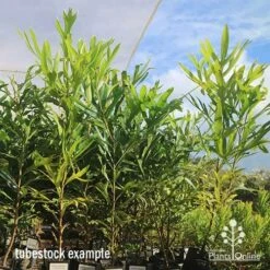 Grevillea Baileyana - Brown Silky Oak -Green Plant Corner apo april baileyana