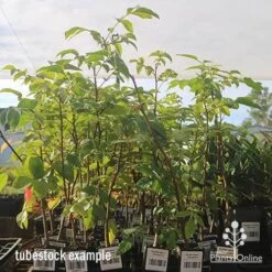 Burdekin Plum - Pleiogynium 16 Burdekin Plum - Pleiogynium -Green Plant Corner apo april burdekin