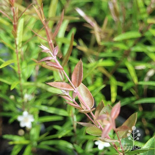 Austromyrtus Blush - Pink Midgem Berry 8 Austromyrtus Blush - Pink Midgem Berry - Image 6