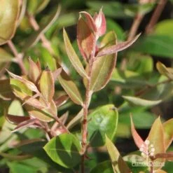 Austromyrtus Blush - Pink Midgem Berry 19 Austromyrtus Blush - Pink Midgem Berry -Green Plant Corner apo austromyrtus blush winter colour