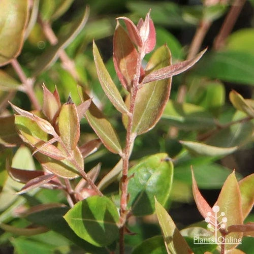 Austromyrtus Blush - Pink Midgem Berry 11 Austromyrtus Blush - Pink Midgem Berry - Image 9