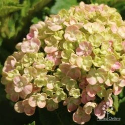 Hydrangea Ayesha -Green Plant Corner apo ayesha hydrangea buds