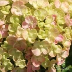 Hydrangea Ayesha -Green Plant Corner apo ayesha hydrangea buds close