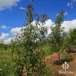 Backhousia Anisata - Aniseed Myrtle 16 Backhousia Anisata - Aniseed Myrtle -Green Plant Corner apo backhousia anisata habit