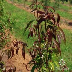 Backhousia Anisata - Aniseed Myrtle 15 Backhousia Anisata - Aniseed Myrtle -Green Plant Corner apo backhousia anisata leaf colour