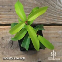 Backhousia Anisata - Aniseed Myrtle 21 Backhousia Anisata - Aniseed Myrtle -Green Plant Corner apo backhousia anisata tubestock top