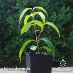 Backhousia Anisata - Aniseed Myrtle 17 Backhousia Anisata - Aniseed Myrtle -Green Plant Corner apo backhousia anisata tubestock2