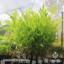 Grevillea Baileyana - Brown Silky Oak -Green Plant Corner apo baileyana big