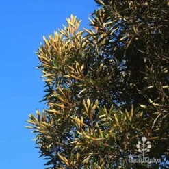 Grevillea Baileyana - Brown Silky Oak -Green Plant Corner apo baileyana gold leaf