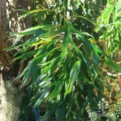 Grevillea Baileyana - Brown Silky Oak -Green Plant Corner apo baileyana green foliage