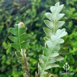 Banksia Blechnifolia -Green Plant Corner apo banksia blechnifolia tubestock close
