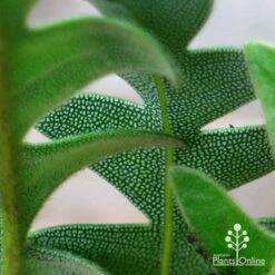 Banksia Blechnifolia -Green Plant Corner apo banksia blechnifolia under leaf