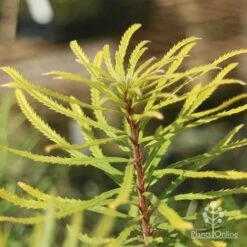 Banksia Spinulosa - Hairpin Banksia -Green Plant Corner apo banksia spinulosa foliage