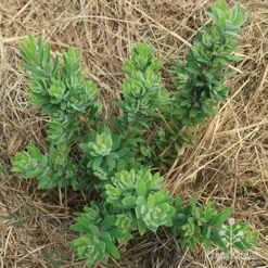 Callistemon Better John -Green Plant Corner apo better john above