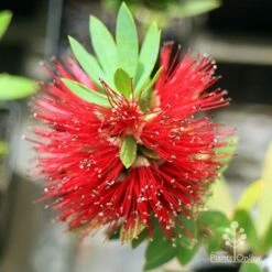 Callistemon Better John -Green Plant Corner apo better john callistemon flower