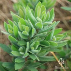 Callistemon Better John -Green Plant Corner apo better john foliage closeup