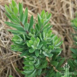 Callistemon Better John -Green Plant Corner apo better john foliage nursery
