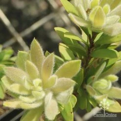 Callistemon Better John -Green Plant Corner apo better john new fluffy leaf