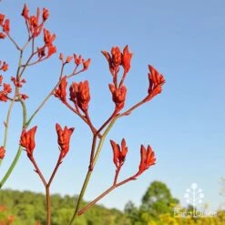 Anigozanthos Big Red - Kangaroo Paw -Green Plant Corner apo big red at farm