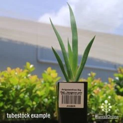 Anigozanthos Big Red - Kangaroo Paw -Green Plant Corner apo big red kangaroo paw tubestock