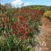 Anigozanthos Big Red - Kangaroo Paw -Green Plant Corner apo big red kangaroo plants at farm