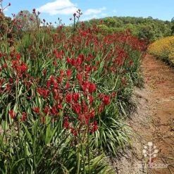 Anigozanthos Big Red - Kangaroo Paw