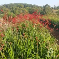 Anigozanthos Big Red - Kangaroo Paw -Green Plant Corner apo big red paws at farm