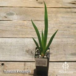 Anigozanthos Big Red - Kangaroo Paw -Green Plant Corner apo big red tubestock 1