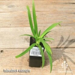 Agapanthus Bingo Blue -Green Plant Corner apo bingo blue agapanthus tubestock top