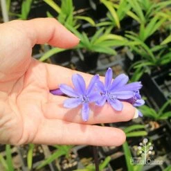 Agapanthus Bingo Blue -Green Plant Corner apo bingo blue floret size