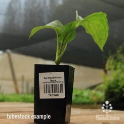 Bat Plant - Tacca -Green Plant Corner apo black bat tacca tubestock