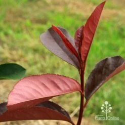Photinia Black Jack -Green Plant Corner apo black jack photinia