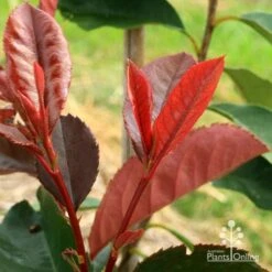 Photinia Black Jack -Green Plant Corner apo black jack photinia new shoot