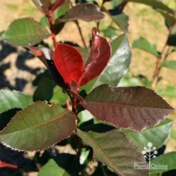 Photinia Black Jack -Green Plant Corner apo black jack photinia winter