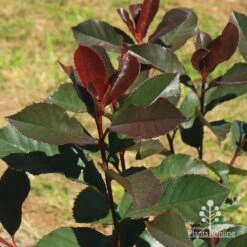 Photinia Black Jack -Green Plant Corner apo black jack winter