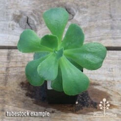 Echeveria Blue Curls - Succulent 13 Echeveria Blue Curls - Succulent -Green Plant Corner apo blue curls tubestock top