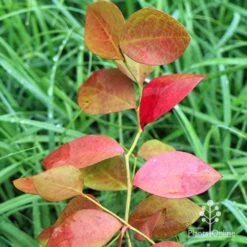 Blueberry Powder Blue -Green Plant Corner apo blueberry powder blue autumn