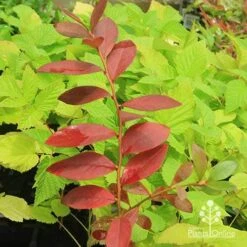 Blueberry Sunshine Blue -Green Plant Corner apo blueberry sunshine blue on raspberry