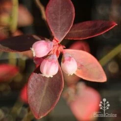Blueberry Sunshine Blue -Green Plant Corner apo blueberry sunshine blue winter colour