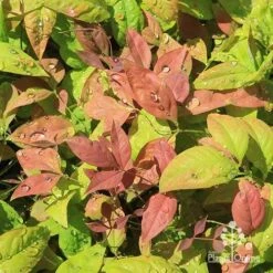 Nandina BLUSH­ -Green Plant Corner apo blush nandina spring colours