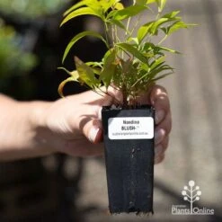 Nandina BLUSH­ -Green Plant Corner apo blush tube