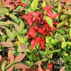 Nandina BLUSH­ -Green Plant Corner apo blush winter colours