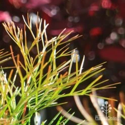 Grevillea Bon Accord -Green Plant Corner apo bon accord bronze foliage